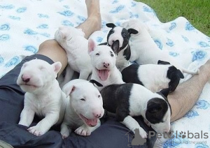 Photo №1. bull terrier - à vendre en ville de Mayen-Koblenz | 159€ | Annonce №129766