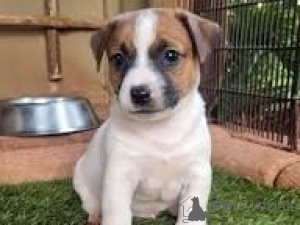 Photo №2 de l'annonce № 164947 de la vente jack russell terrier - acheter à Pays Bas annonce privée, éleveur