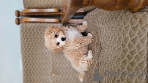 Photo №4. Je vais vendre maltipu en ville de Balti. annonce privée - prix - négocié