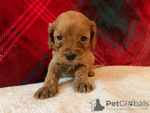 Photo №3. Beaux chiots Cavapoo Pour adoption gratuite. Allemagne