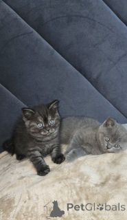 Photo №4. Je vais vendre scottish straight en ville de Chicago. annonce privée - prix - 638€