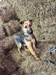Photo №1. chien bâtard - à vendre en ville de Lipetsk | Gratuit | Annonce №139213