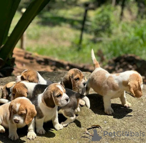 Photo №1. beagle - à vendre en ville de Region Hannover | 159€ | Annonce №129614