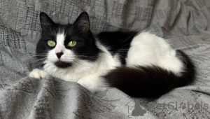 Photo №2 de l'annonce № 136415 de la vente  - acheter à Biélorussie 