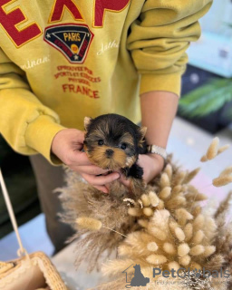 Photos supplémentaires: Chiots Yorkies super adorables