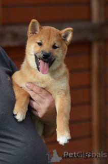 Photo №1. shiba - à vendre en ville de Samara | négocié | Annonce №147106