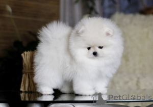 Photo №3. Pomeranian Spitz Boo.. Allemagne