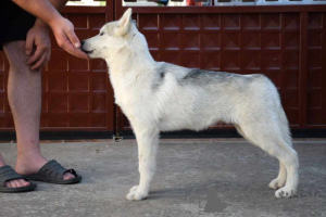 Photo №1. husky de sibérie - à vendre en ville de Belgrade | négocié | Annonce №71646