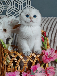 Photo №1. scottish fold - à vendre en ville de Rivière moscou | 862€ | Annonce № 149357