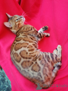 Photo №1. bengal - à vendre en ville de Ufa | 7546€ | Annonce № 150615