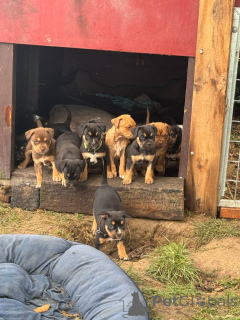 Photo №1.  - à vendre en ville de Greensboro | Gratuit | Annonce №139137