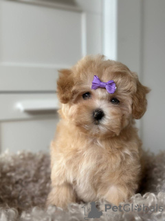 Photos supplémentaires: Maltipoo F1