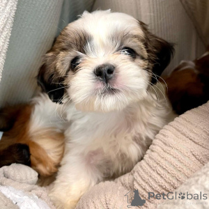 Photo №3. Les chiots arrivent chez le vétérinaire aujourd'hui et ils sont prêts à. Fédération de Russie