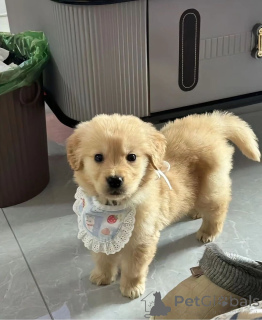 Photo №1. golden retriever - à vendre en ville de Афины | négocié | Annonce №139208