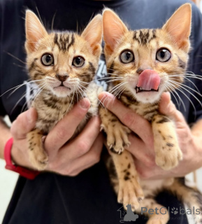 Photo №2 de l'annonce № 164374 de la vente bengal - acheter à La finlande annonce privée, de l'abri