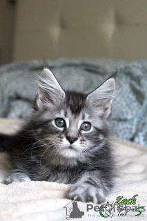 Photo №4. Je vais vendre maine coon en ville de Saint-Pétersbourg. annonce privée, de la fourrière, éleveur - prix - 628€