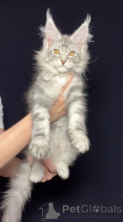 Photo №1. maine coon - à vendre en ville de Paris | 1594€ | Annonce № 141767