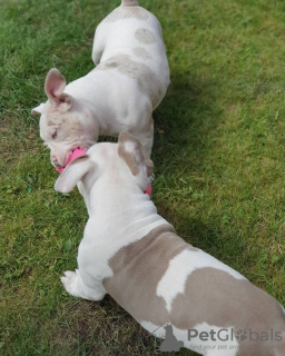 Photo №2 de l'annonce № 74554 de la vente bulldog anglais - acheter à Grèce annonce privée, de l'abri