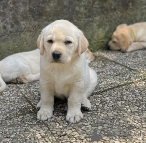 Photo №1. labrador retriever - à vendre en ville de Ville de Londres | 300€ | Annonce №163503