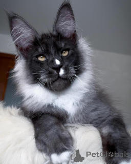 Photo №1. maine coon - à vendre en ville de Degerby | négocié | Annonce № 156253