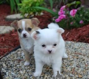 Photo №1. chihuahua - à vendre en ville de Košice | négocié | Annonce №175814
