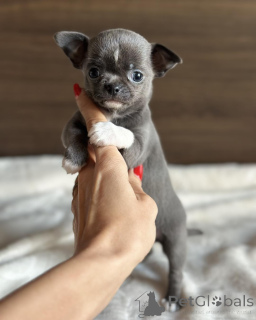 Photo №2 de l'annonce № 171701 de la vente chihuahua - acheter à Belgique annonce privée
