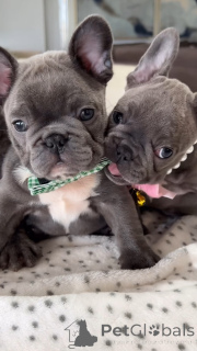 Photo №2 de l'annonce № 139016 de la vente bouledogue - acheter à Pologne annonce privée