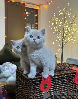 Photo №2 de l'annonce № 165778 de la vente british shorthair - acheter à La finlande annonce privée, de la fourrière, éleveur