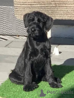 Photo №1. schnauzer géant - à vendre en ville de District D'Olbasan | 484€ | Annonce №172776