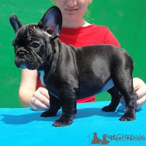 Photo №2 de l'annonce № 175603 de la vente bouledogue - acheter à La Roumanie 