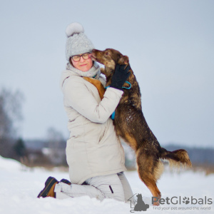 Photo №4. Je vais vendre chien bâtard en ville de Москва. de l'abri - prix - Gratuit