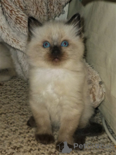 Photo №4. Je vais vendre ragdoll en ville de Штутгарт. annonce privée, éleveur - prix - 340€