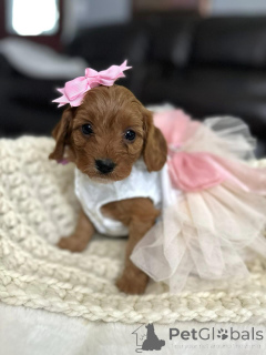 Photo №2 de l'annonce № 154341 de la vente cavalier king charles spaniel - acheter à USA éleveur