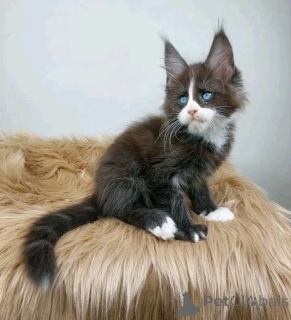 Photo №2 de l'annonce № 134798 de la vente maine coon - acheter à USA annonce privée