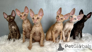 Photo №1. cornish rex - à vendre en ville de Fracasse | négocié | Annonce № 164265