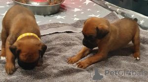 Photos supplémentaires: Chiots Boxer à vendre