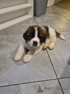 Photo №1. saint-bernard - à vendre en ville de Berlin | Gratuit | Annonce №126724