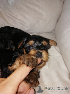 Photo №4. Je vais vendre biewer yorkshire terrier, yorkshire terrier en ville de Tallinn. annonce privée, de la fourrière, éleveur - prix - 700€