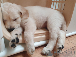 Photo №3. Des chiots Golden Retriever en bonne santé prêts à entrer dans des foyers. Allemagne