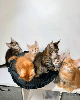 Photo №3. Six chatons Maine coon à adopter. La finlande