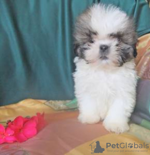 Photo №1. shih tzu - à vendre en ville de Lisbon | négocié | Annonce №126858