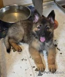 Photo №3. Prachtige Duitse Herder pups vous acheter. Belgique