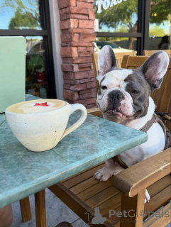 Photo №1. bouledogue - à vendre en ville de Borough de Londres de Camden | 500€ | Annonce №155341