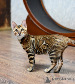 Photo №3. Chatons Bengal avec pedigree. Biélorussie