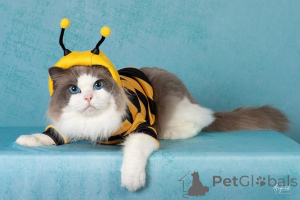 Photo №2 de l'annonce № 156261 de la vente ragdoll - acheter à Danemark annonce privée