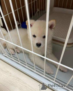 Photo №1. shiba - à vendre en ville de Tallinn | négocié | Annonce №124643