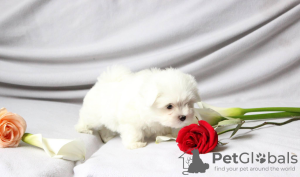 Photo №3. Magnifique chiot Bichon Maltais. Suisse