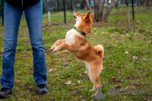 Photo №3. Chiots Shiba Inu. Fédération de Russie