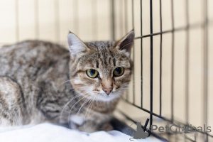 Photo №3. Anfisa, calme et affectueuse, cherche un foyer.. Fédération de Russie