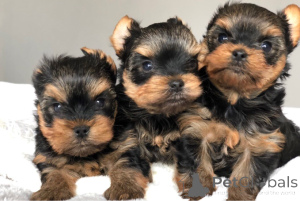 Photo №1. yorkshire terrier - à vendre en ville de Малага | 450€ | Annonce №141020